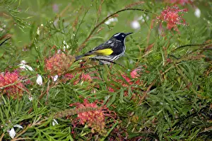 Grevillea: New Holland Honeyeater on Grevillea bush
