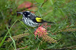 Grevillea: New Holland Honeyeater on Grevillea bush