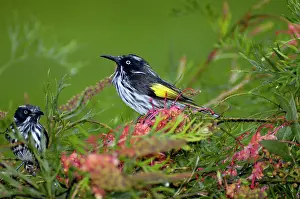 Grevillea: New Holland Honeyeater on Grevillea bush
