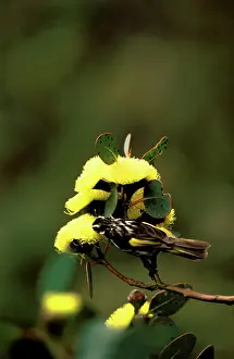 Stirling: New Holland honeyeater (Phylidonyris novaehollandiae)