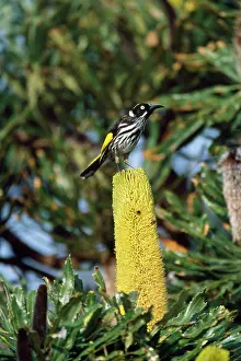 Banksia: New Holland HONYEATER - feeding on Banksia