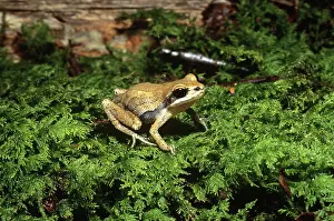 Chorus: New Jersey Chorus Frog