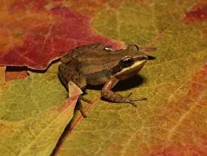 Chorus: New Jersey Chorus Frog