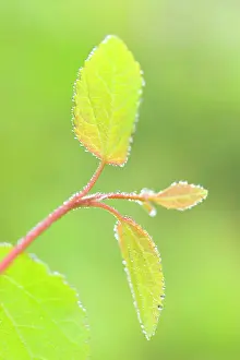 Japonicum: New Leaves of Katsura Tree