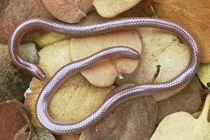 Dulcis: New Mexico Blind Snake