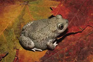 Spadefoot: New Mexico Spadefoot (Spea multiplicata)