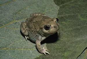 Spadefoot: New Mexico Spadefoot (Spea multiplicata)