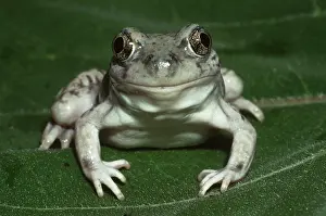 Spadefoot: New Mexico Spadefoot Toad