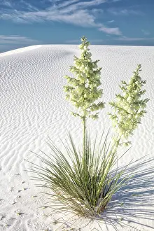 Southwest: New Mexico's White Sands National Park