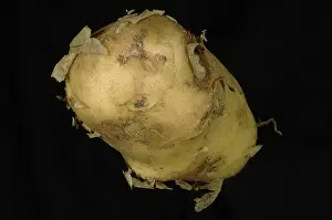 Sprouting: New potato tuber