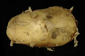 Sprouting: New potato tuber