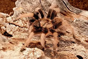 Northcott: New River Rust Rump Tarantula, Aphonopelma