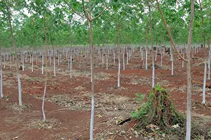 Conversion: New Rubber Trees