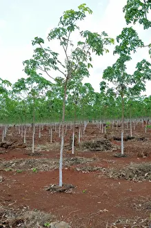 Conversion: New Rubber Trees