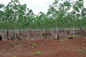 Conversion: New Rubber Trees
