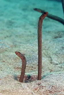 Pemuteran: Two New species of Garden eel (heteroconger sp) in the sand