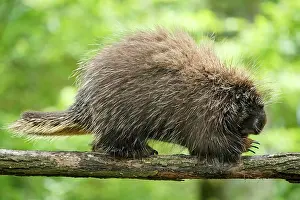 Porcupine: New World porcupine (Urson Erethizon Dorsatum) climbing