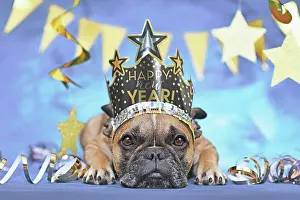 Greeting: New Year party French Bulldog dog wearing crown