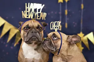 Festival: New Years Eve dogs. Funny French Bulldog dogs wearing