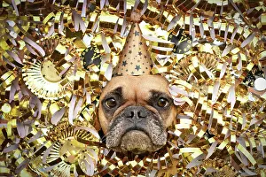 Party: New Years Eve Silvester party dog. French Bulldog