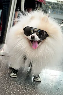 Sunglasses: New York City, New York, USA. Small fluffy dog wearing