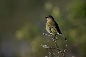 Colin Marshall: New Zealand Bellbird