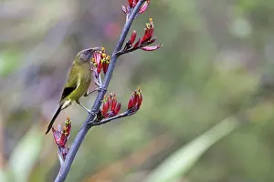 Bellbirds: New Zealand Bellbird / Korimako - feeding on a
