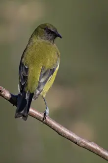 Teal: New Zealand Bellbird - perched on an apple twig