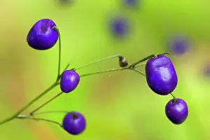 Blueberries: New Zealand Blueberry, Inkberry - amazing violet