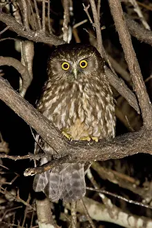 Novaeseelandiae: New Zealand Boobook Owl