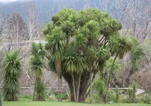 Cordyline: New Zealand Cabbage Tree