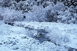 Hoar: New Zealand, Canterbury, Hoar Frost, Craigieburn