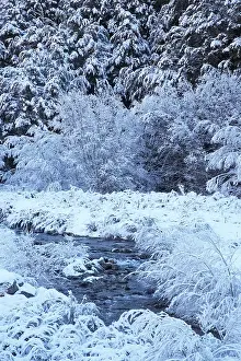 Hoar: New Zealand, Canterbury, Hoar Frost, Craigieburn