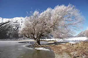Hoar: New Zealand, Canterbury, Hoar Frost on Willow