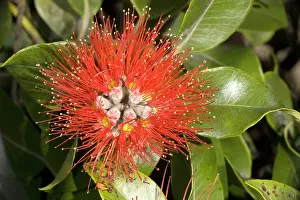 Metrosideros: New Zealand Christmas Tree / Pohutukawa in flower
