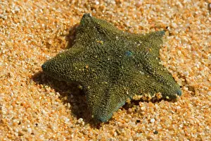 Seastars: New Zealand common cushion star