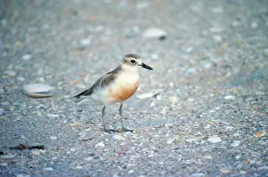 Dotterel: New Zealand DOTTEREL