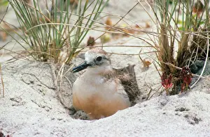Dotterel: New Zealand Dotterel - incubating eggs in nest