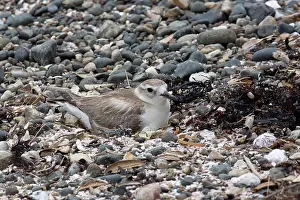Dotterel: New Zealand Dotterel A New Zealand Dotterel incubating