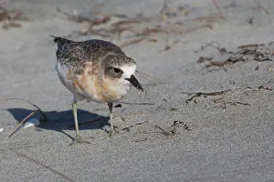 Plovers: New Zealand Dotterel / New Zealand Plover with prey