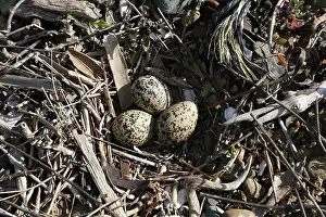 Plovers: New Zealand Dotterel / Red-breasted Plover
