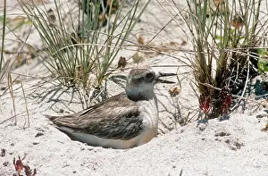 Dotterel: New Zealand Dotterel - sitting on nest in sand