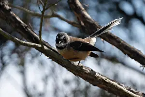 Colin Marshall: New Zealand Fantail