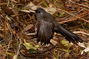 Fantail: New Zealand Fantail - Black morph - in bush along