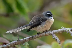 Fantail: New Zealand Fantail (Rhipidura fuliginosa fuliginosa)