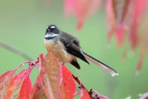 Fantail: New Zealand Fantail (Rhipidura fuliginosa fuliginosa)