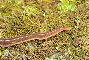 Flatworm: New Zealand Flatworm