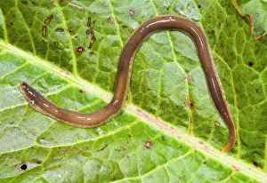 Flatworm: New Zealand Flatworm