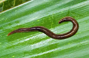 Flatworm: New Zealand Flatworm