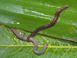 Flatworm: New Zealand Flatworm - catching an earthworm